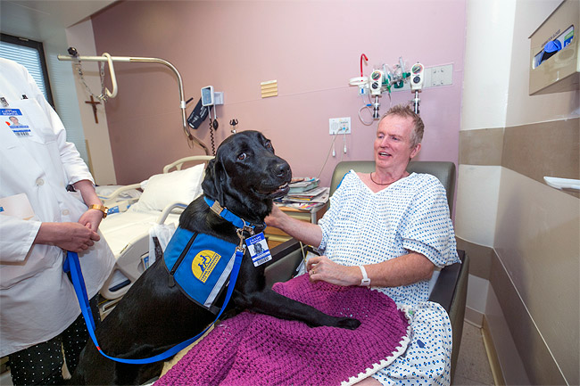 hospice NY service animal