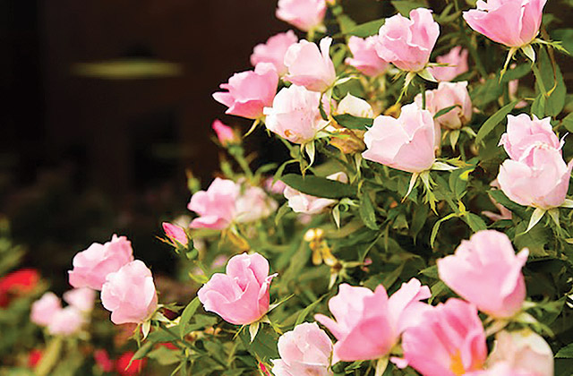 pink flowers